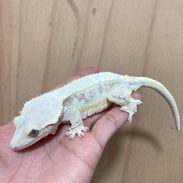 레드 릴리화이트