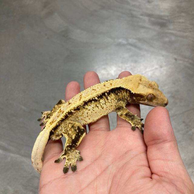 노멀 풀핀 트라이 익스트림할리퀸