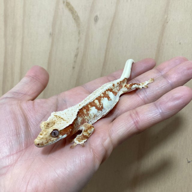 레드 릴리화이트