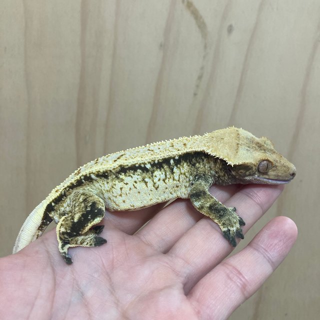 드리피 풀핀 노멀