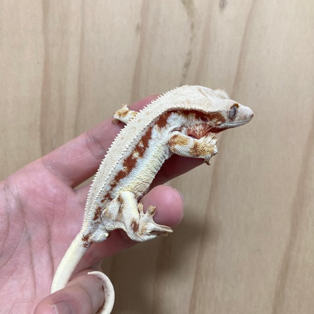 풀핀 레드 릴리화이트