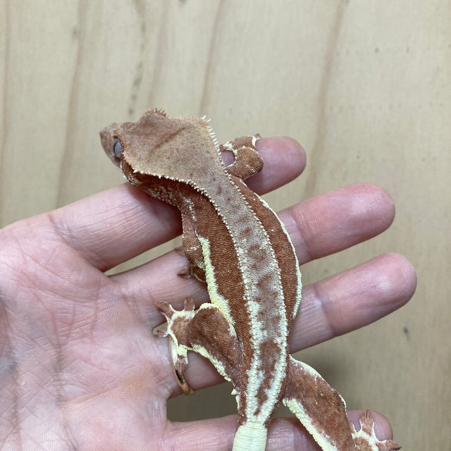 레드 릴리화이트