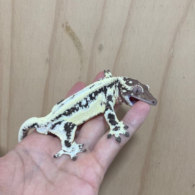 프라푸치노 풀핀