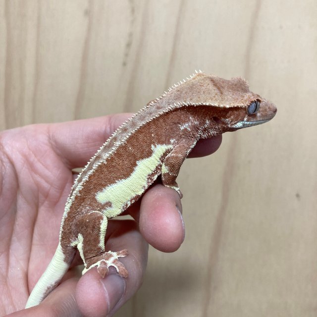 레드 릴리화이트