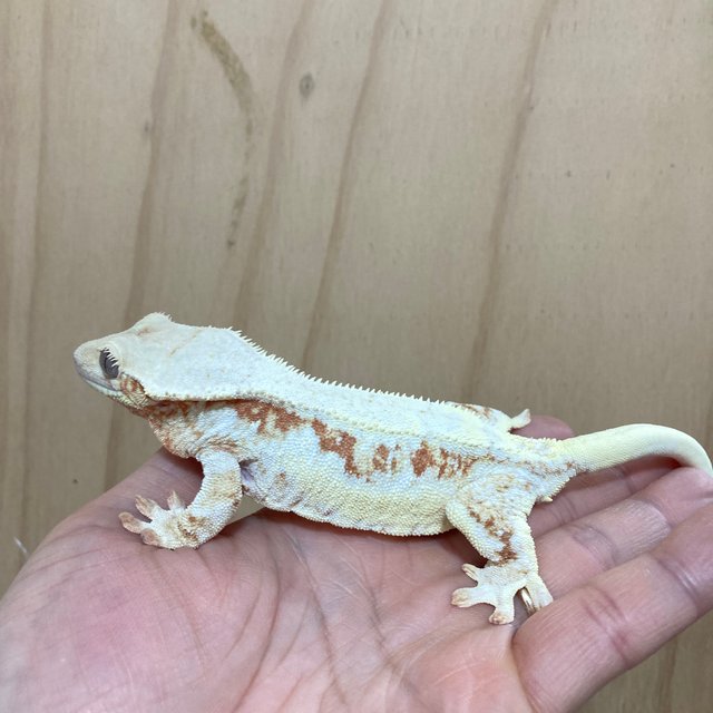 레드 릴리화이트