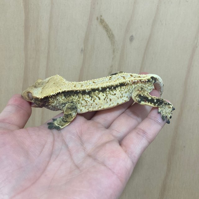 드리피 풀핀 노멀