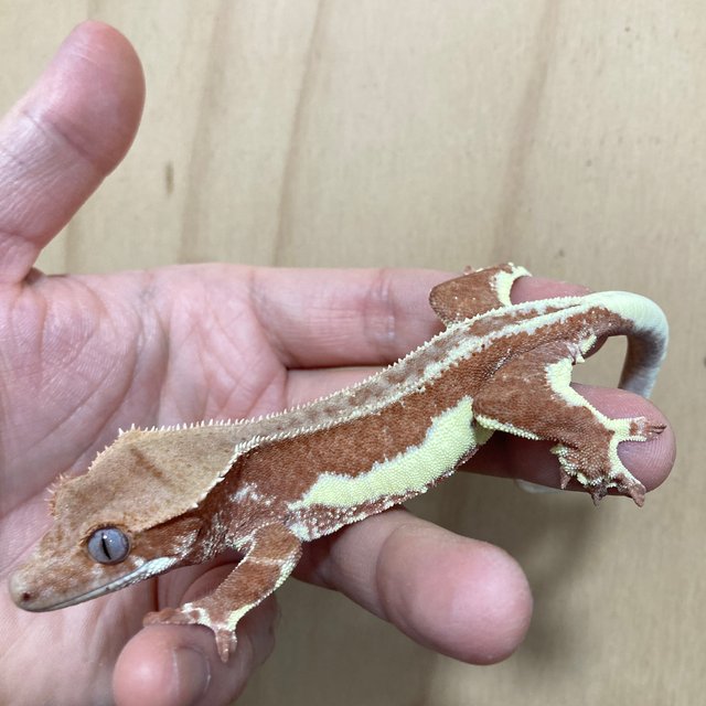 레드 릴리화이트