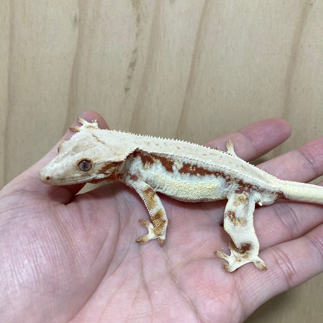 풀핀 레드 릴리화이트