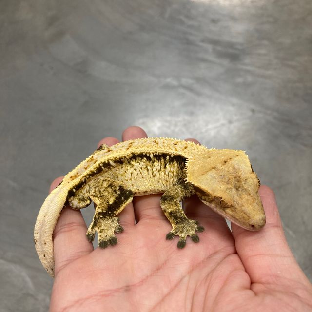 노멀 풀핀 트라이 익스트림할리퀸