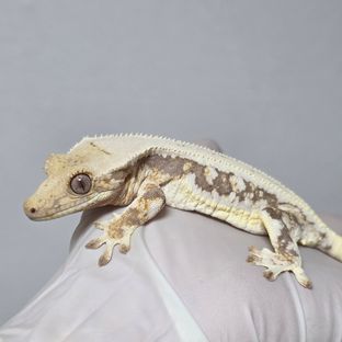 릴리화이트 트라이