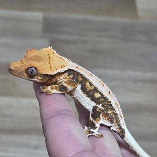 릴리화이트 트라이