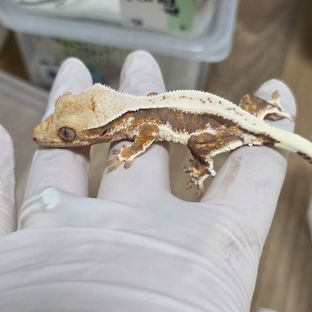 릴리화이트 트라이 텐저린