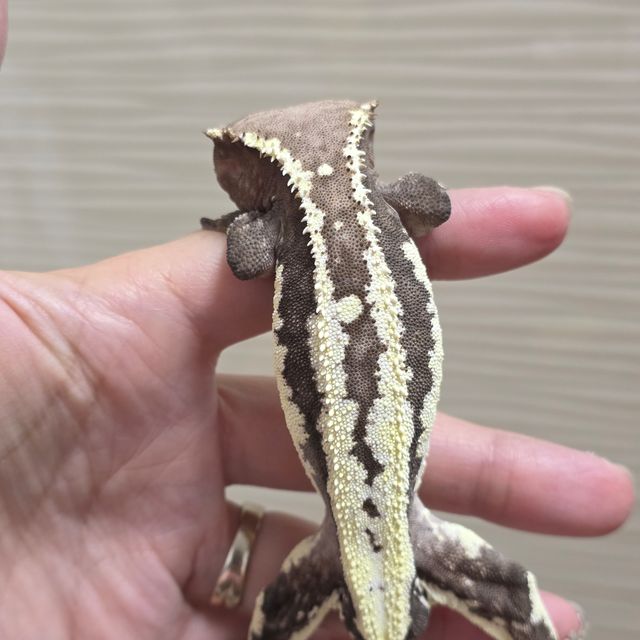 프라푸치노