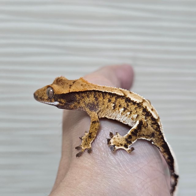 트라이 화이트핀