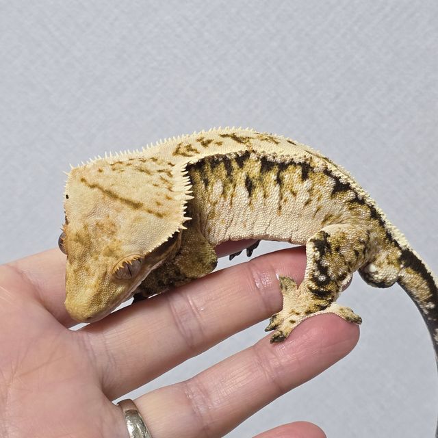 트라이