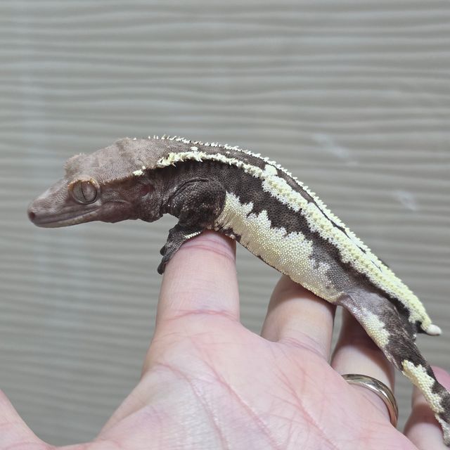 프라푸치노
