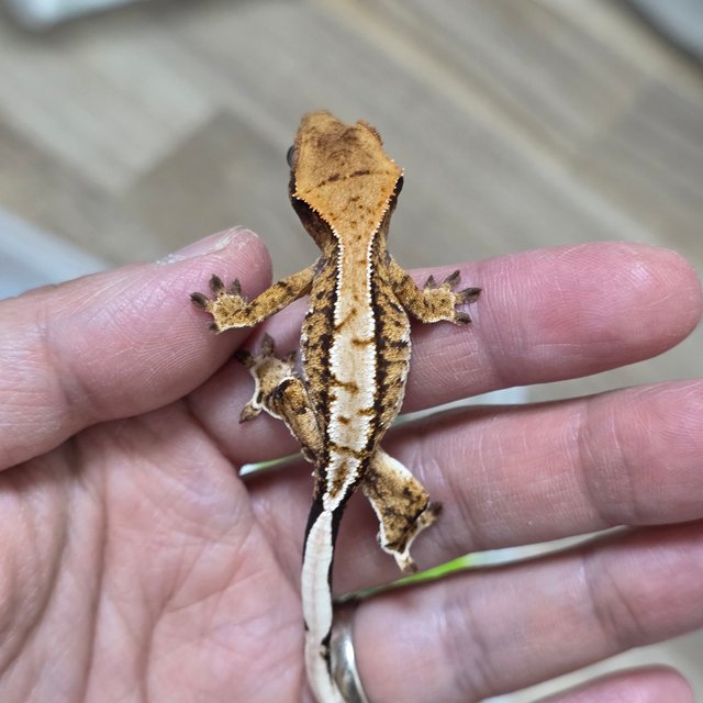 트라이 화이트핀