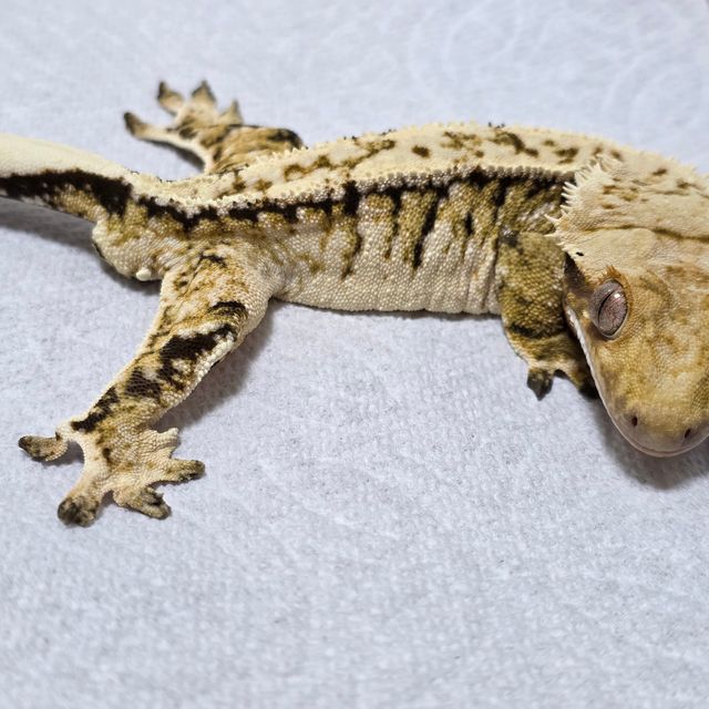 트라이
