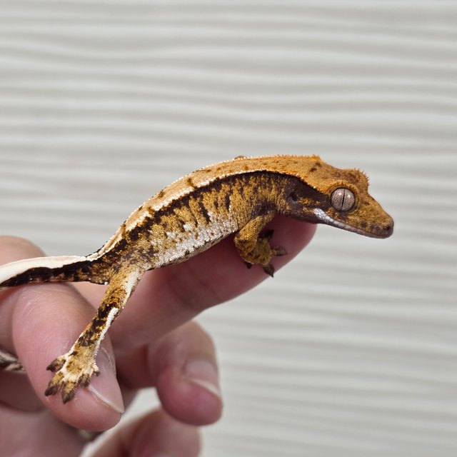 트라이 화이트핀