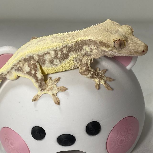 릴리화이트 풀핀 레드 솔리드백 크림