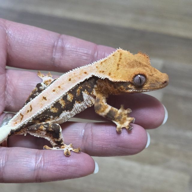 릴리화이트 트라이
