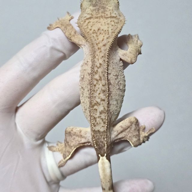 브린들