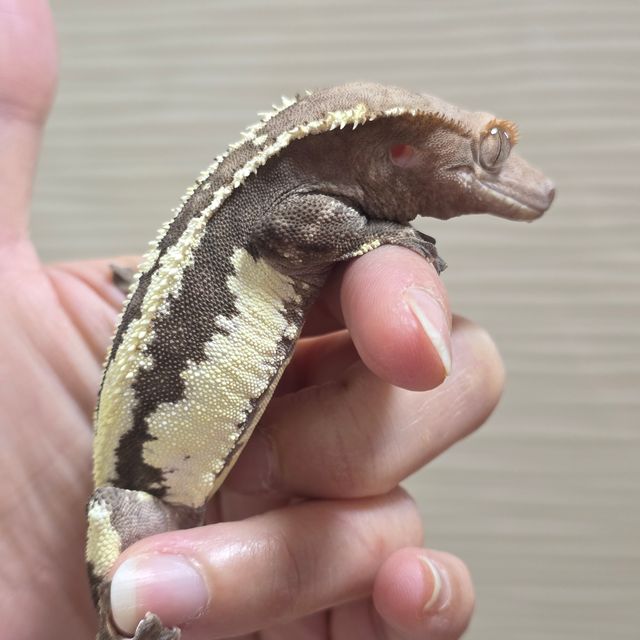 프라푸치노