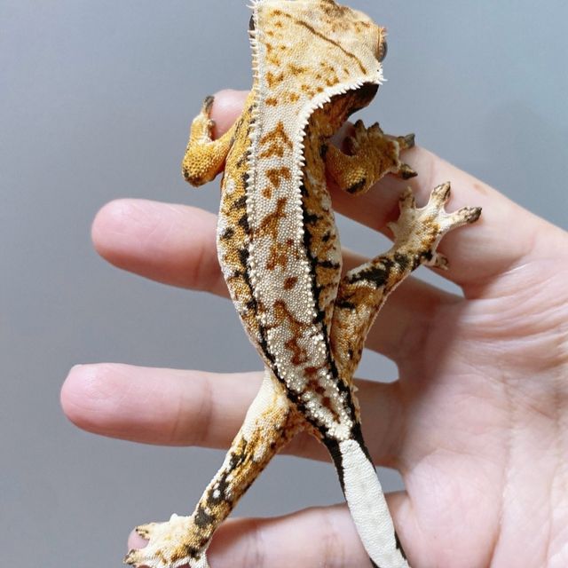 트라이