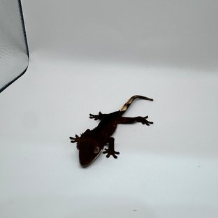 레드 바이 화이트포트홀