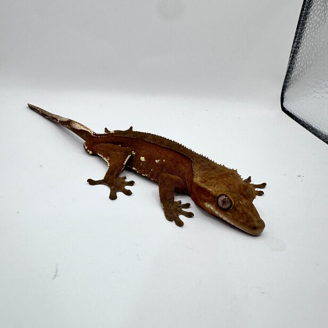 레드 바이 화이트포트홀