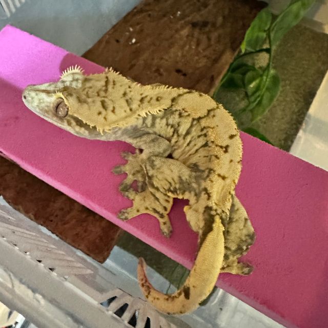 노멀 브린들