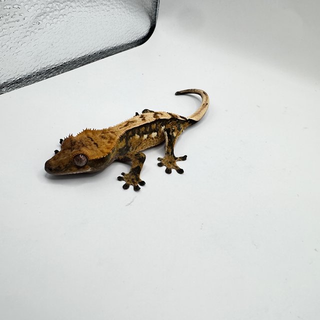 쿼드 익스트림할리퀸