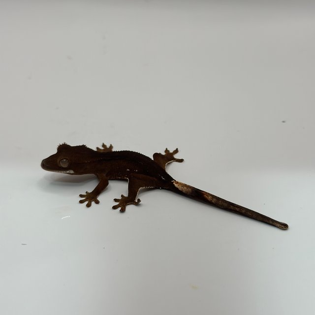 레드 바이 화이트포트홀