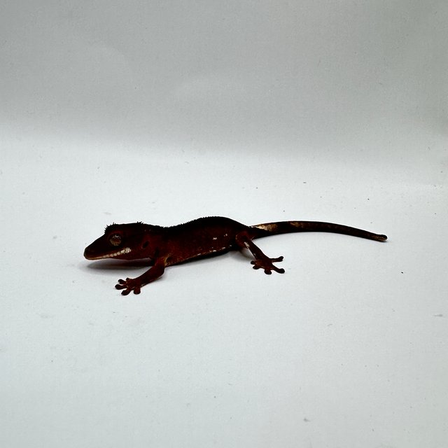 레드 바이 화이트포트홀