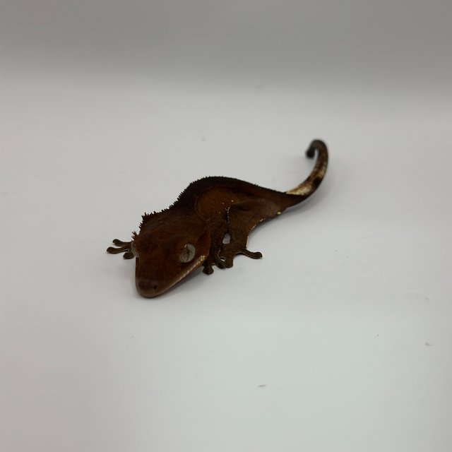 레드 바이 화이트포트홀