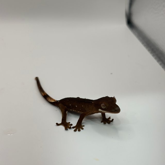 레드 바이 화이트포트홀