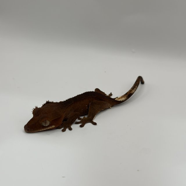 레드 바이 화이트포트홀