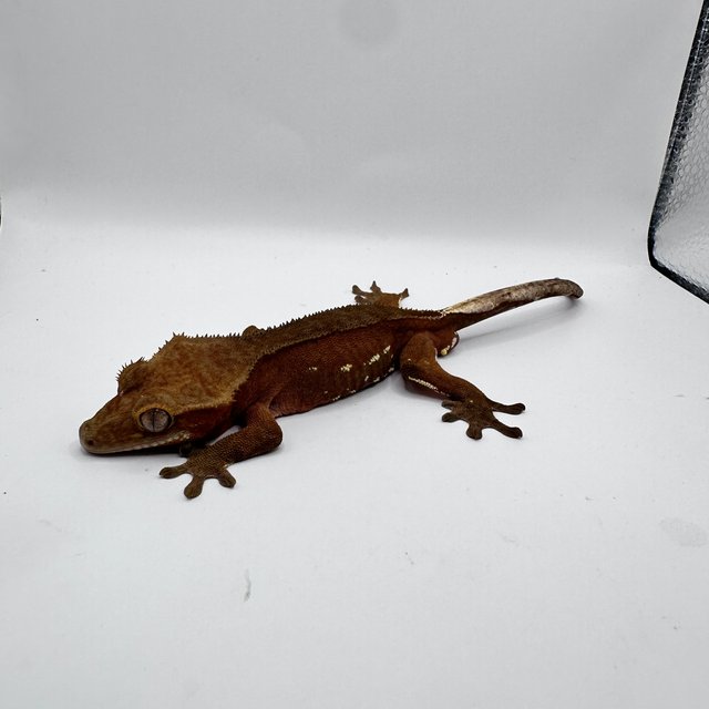 레드 바이 화이트포트홀