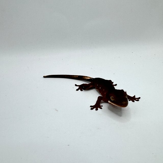 레드 바이 화이트포트홀