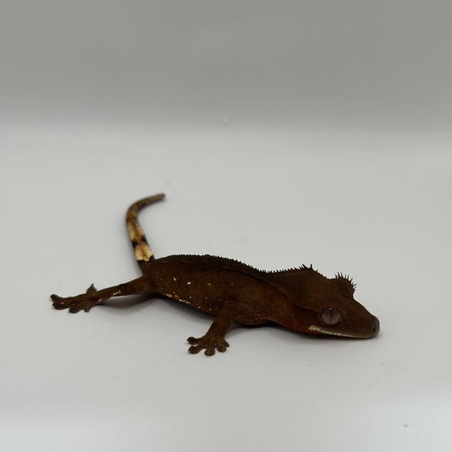 레드 바이 화이트포트홀