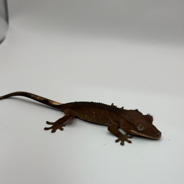 레드 바이 화이트포트홀