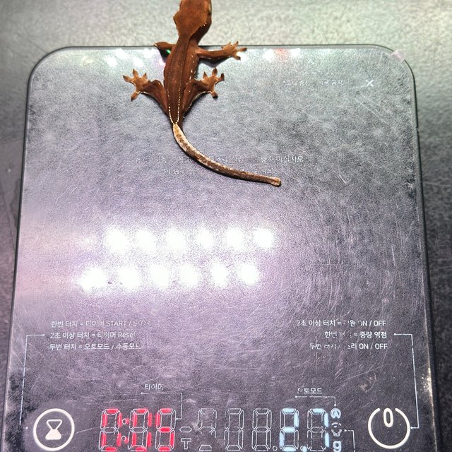 레드 바이 화이트포트홀