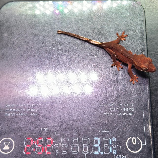 레드 바이 화이트포트홀