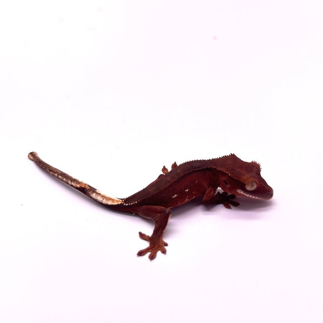 레드 바이 화이트포트홀