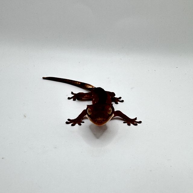 레드 바이 화이트포트홀