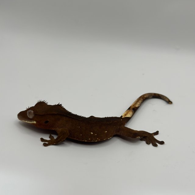 레드 바이 화이트포트홀