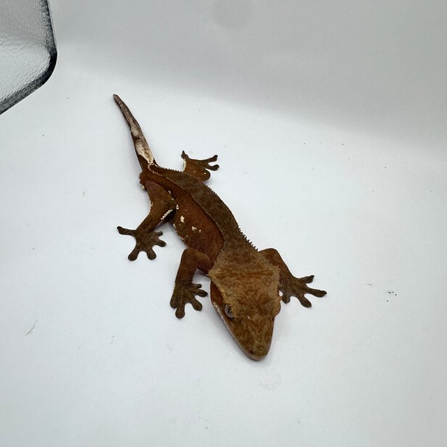 레드 바이 화이트포트홀