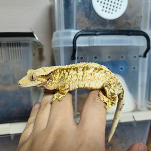 노멀 드리피 화이트스팟