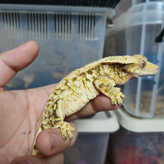 노멀 드리피 화이트스팟