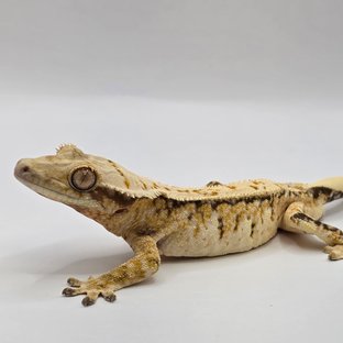 트라이 익스트림할리퀸